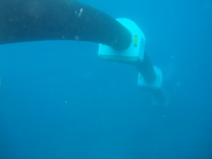  Hundimiento de la tubería, Tubería submarina, tubería Polietileno     